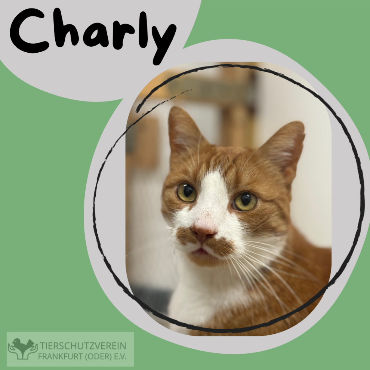 Kater Charly sucht ein neues Zuhause