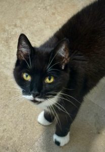 kelly-katze