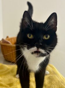 kelly-katze