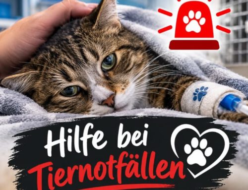 Hilfe bei TIERNOTFÄLLEN