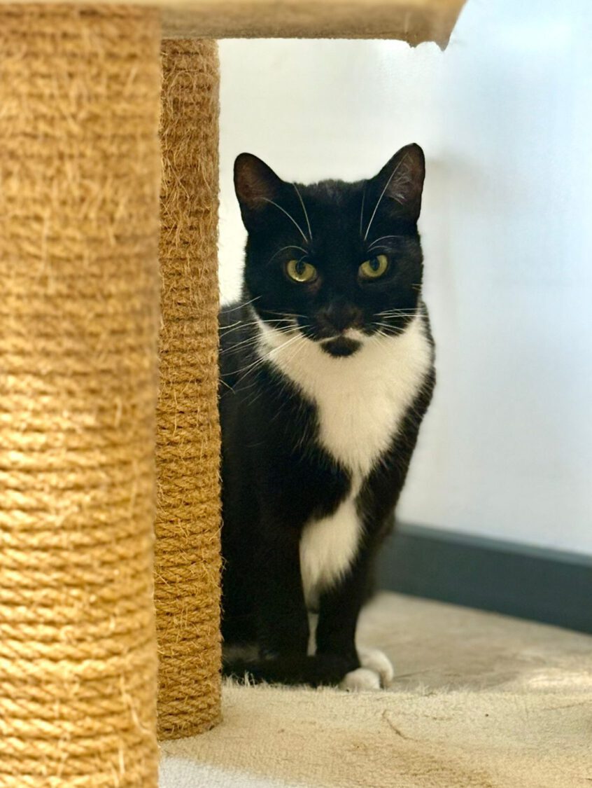 kessy-katze