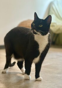 kessy-katze