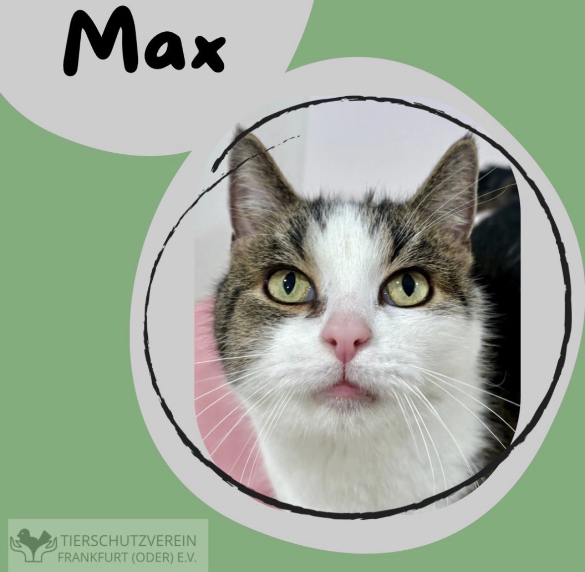Kater Max