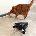 Katzen Reinigungshilfe