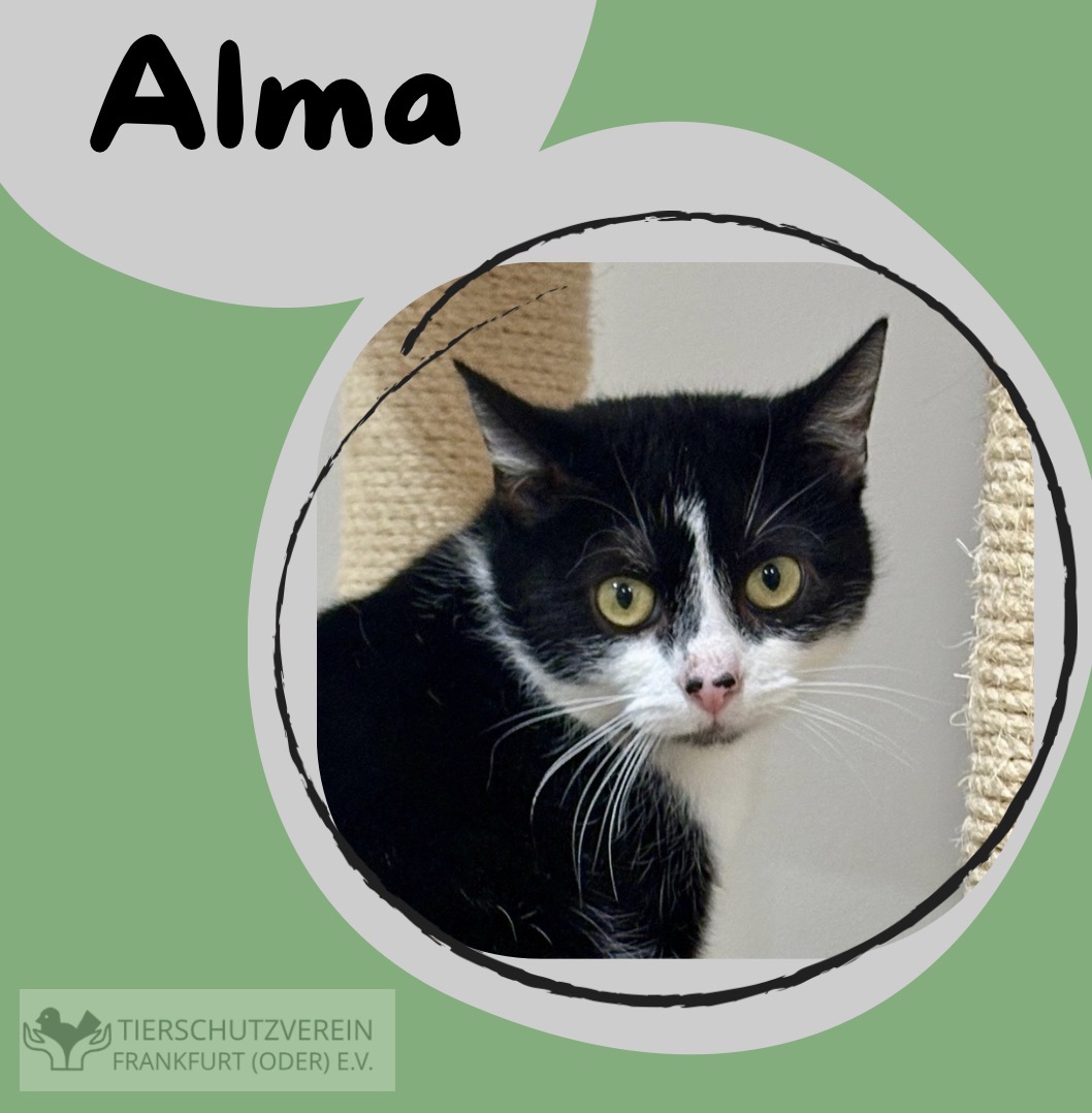 Katze Alma
