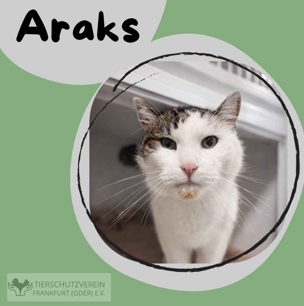 Kater Araks