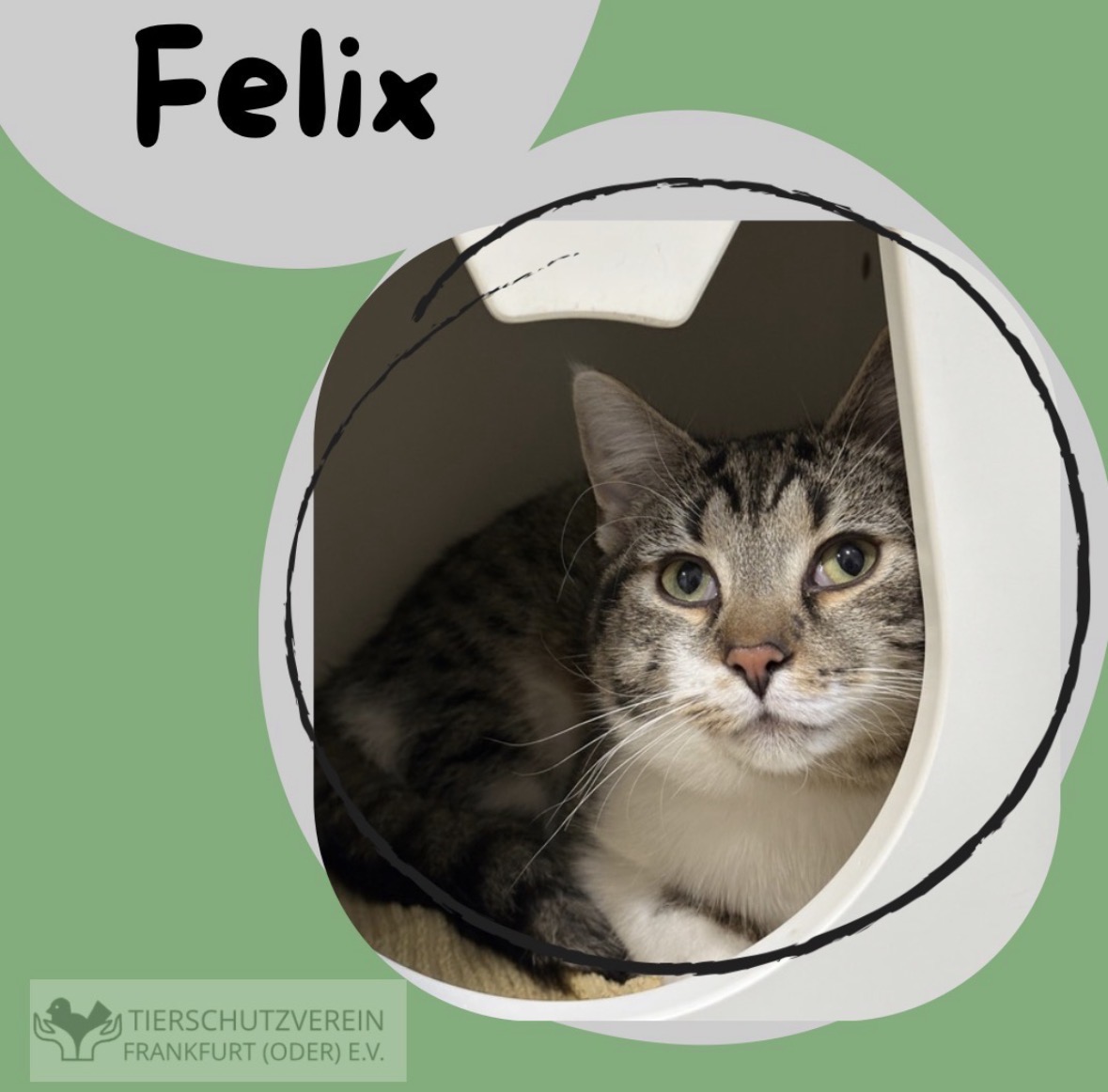 Kater Felix sucht ein neues Zuhause