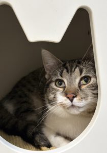 Felix