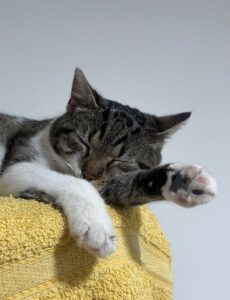 Felix