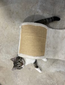 Felix