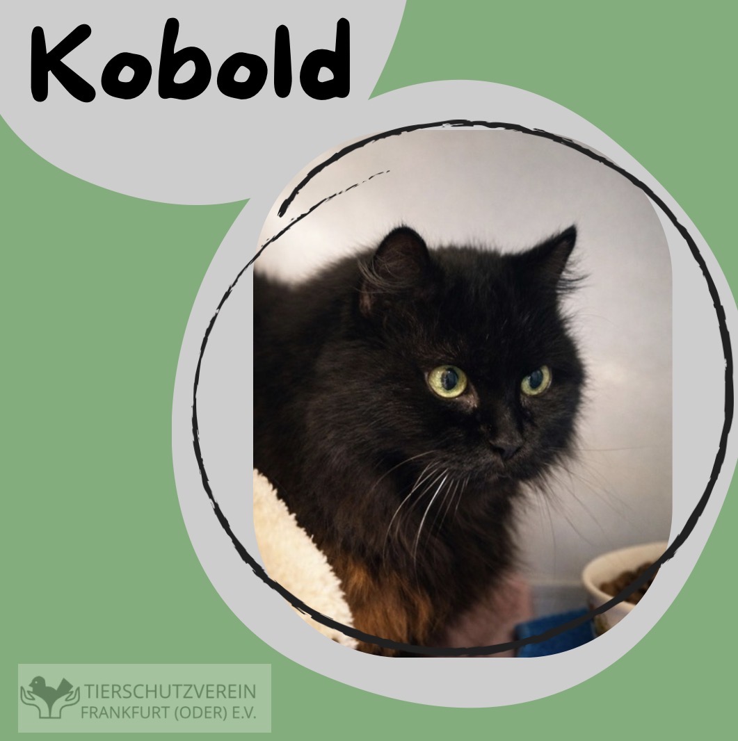 Kater Kobold