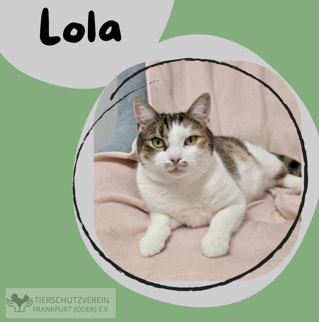 Katze Lola sucht ein neues zuhause