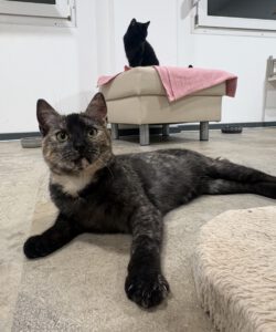 Katze Käthe
