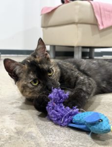 Katze Käthe