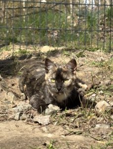 Katze Käthe