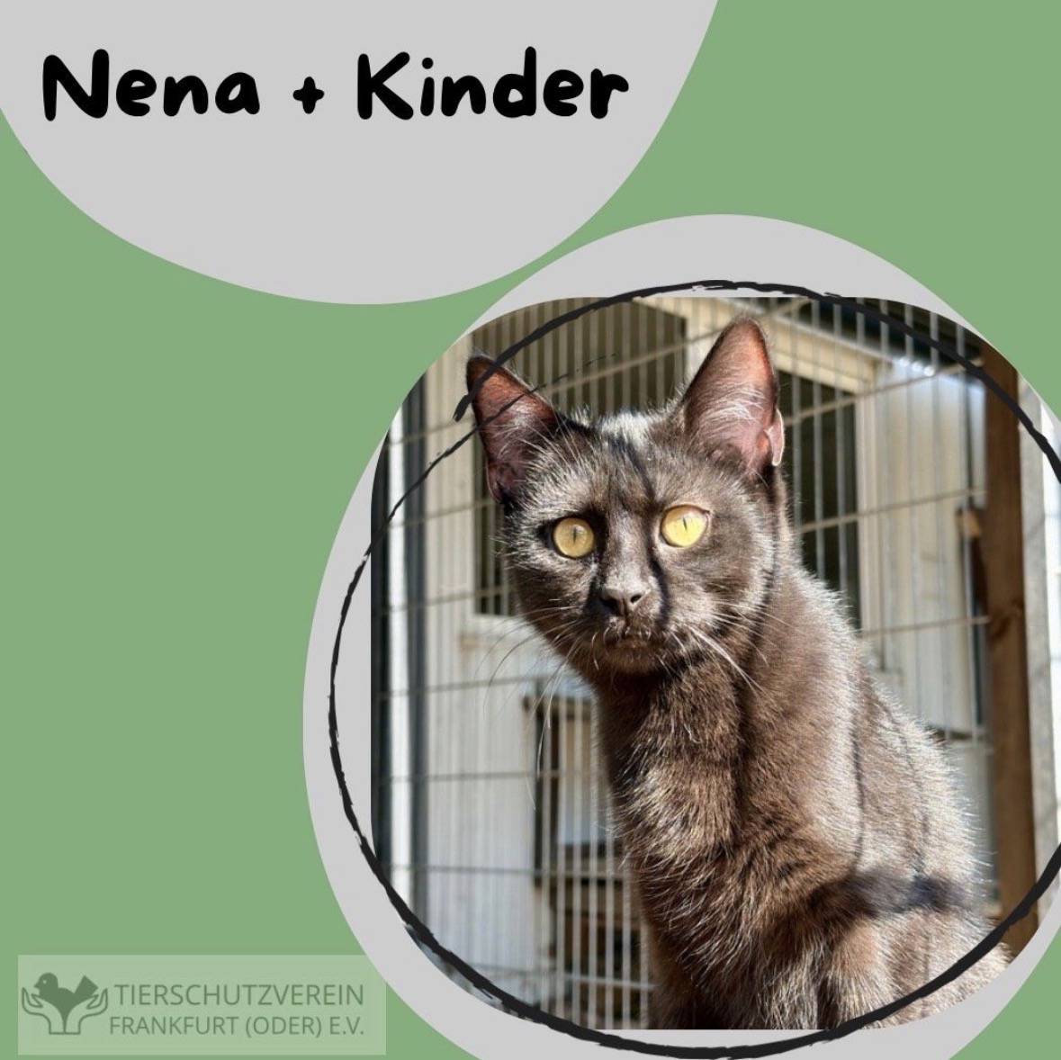 Nena & fünf kleine „Panther“ suchen Zuhause
