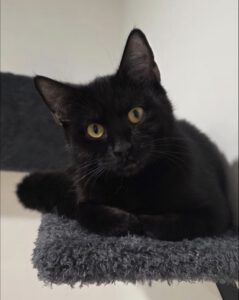 Kitt von Nena