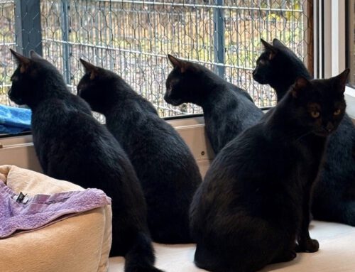 Neues Zuhause für Katzen gesucht