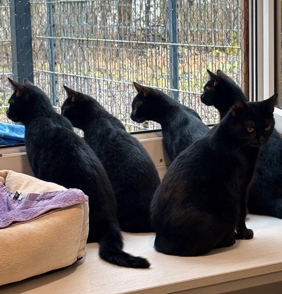 Katzenfamilie Nena & Kitten