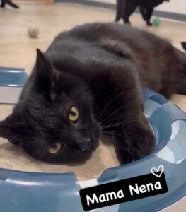 Mama Nena
