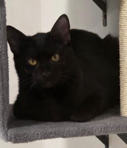 Kitt