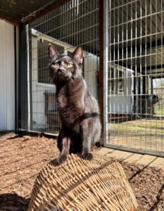 Kitt im Sonnenschein